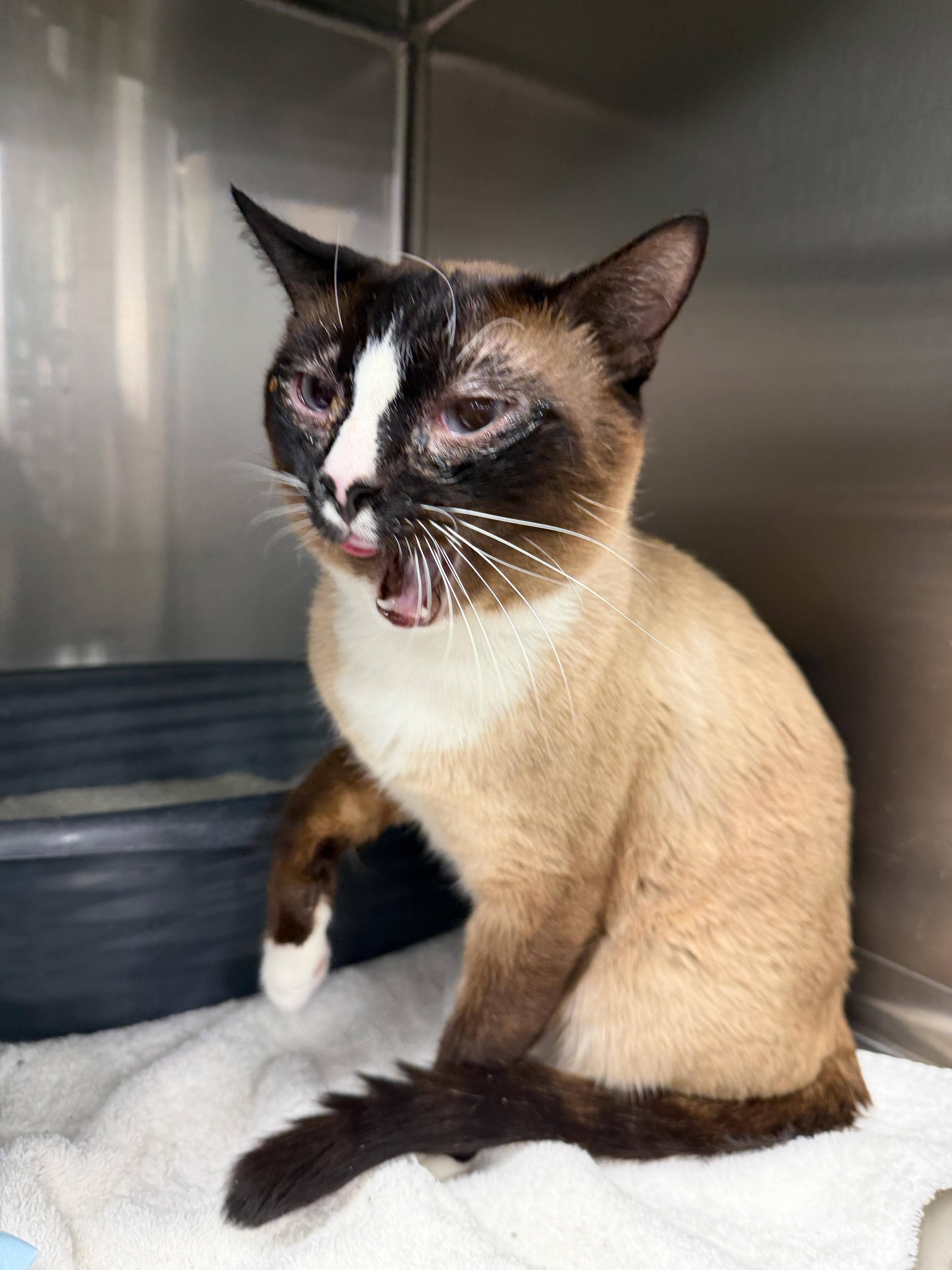 Enlarge Bill, a Adoptable Siamese in San Juan Capistrano, CA image 2/4