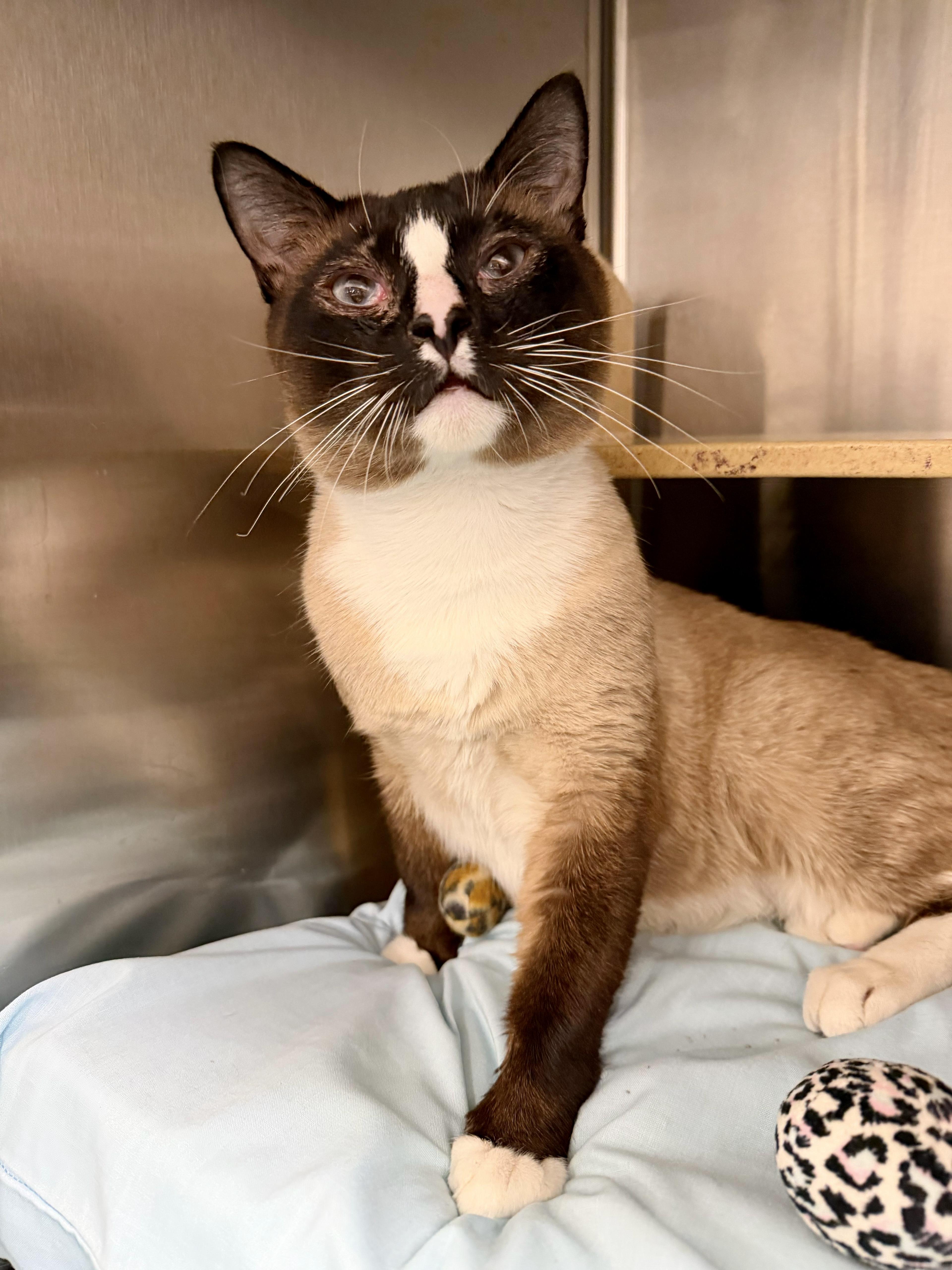 Enlarge Bill, a Adoptable Siamese in San Juan Capistrano, CA image 1/4