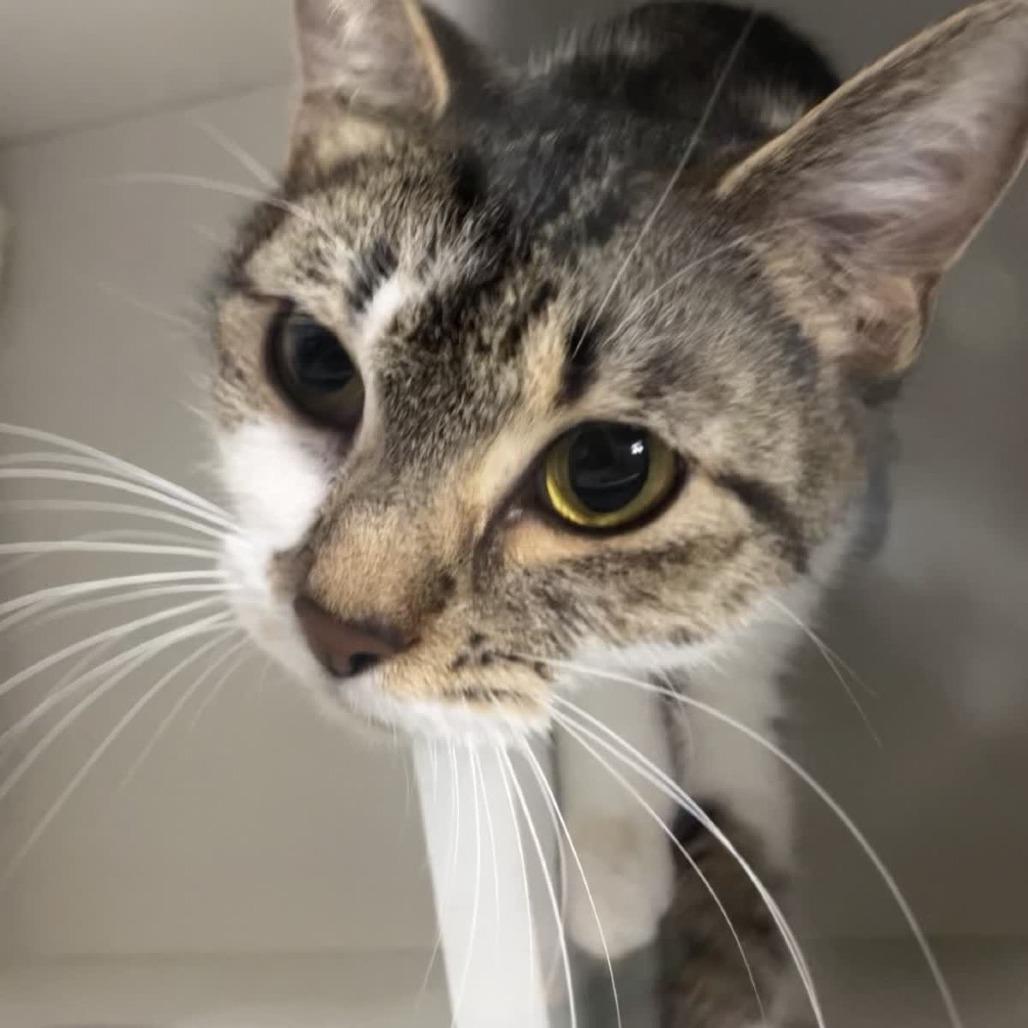 Bunny, Adoptable, Young Female Domestic Short Hair.
