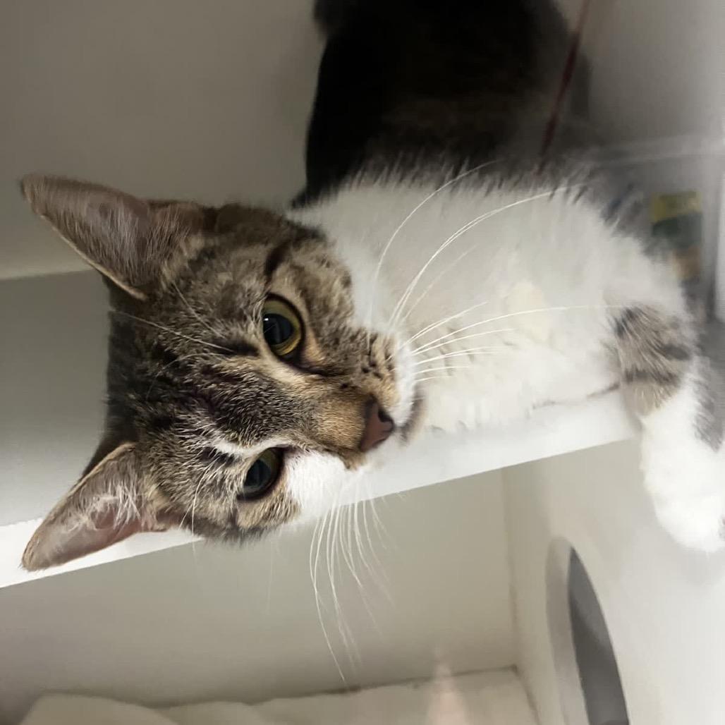 Bunny, Adoptable, Young Female Domestic Short Hair.