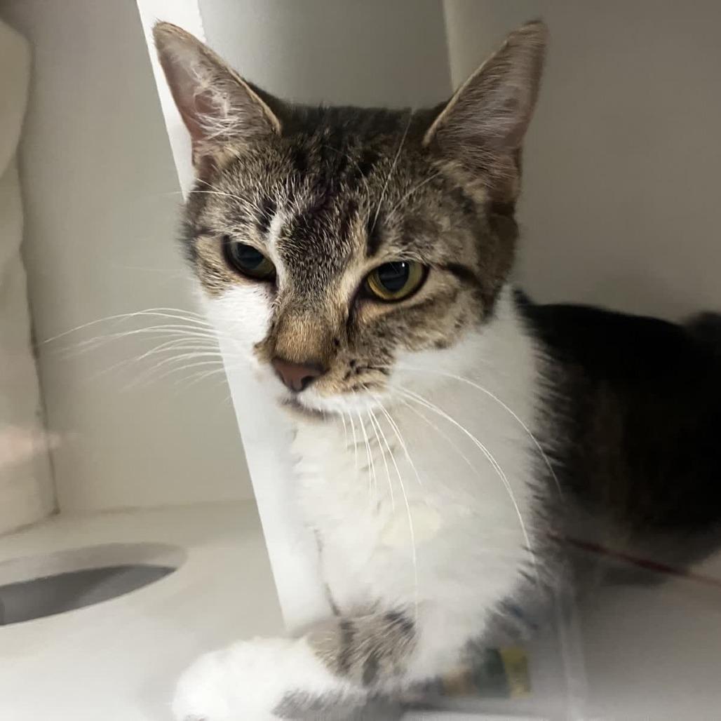 Enlarge Bunny, a Adoptable Domestic Short Hair in Uniontown, PA image 2/2