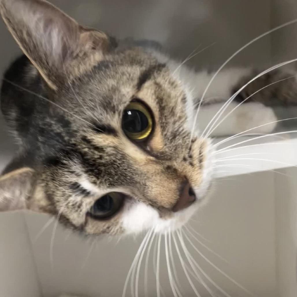 Enlarge Bunny, a Adoptable Domestic Short Hair in Uniontown, PA image 2/2