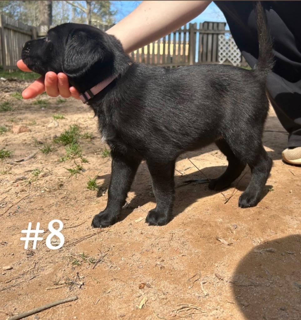 Ariel, Adoptable, Puppy Female Mixed Breed.