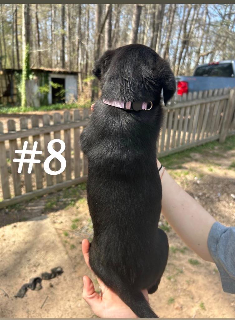 Enlarge Ariel, a Adoptable mixed breed in Sharpsburg, GA image 2/3