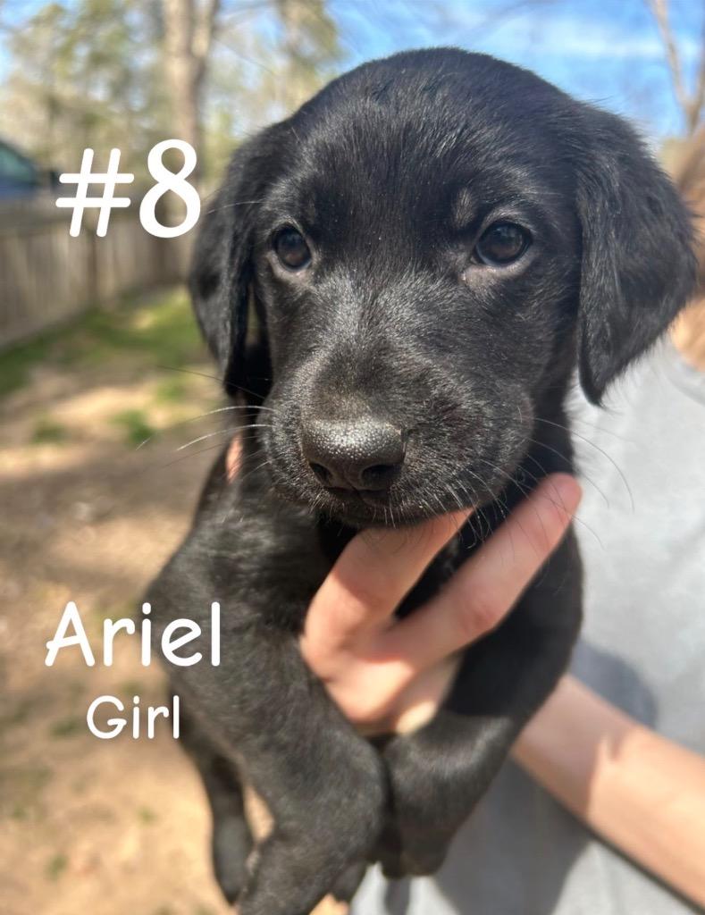 Enlarge Ariel, a Adoptable mixed breed in Sharpsburg, GA image 3/3