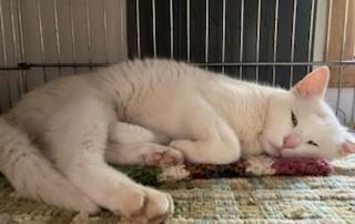 Royal, an adoptable Domestic Short Hair in Lead, SD, 57754 | Photo Image 2