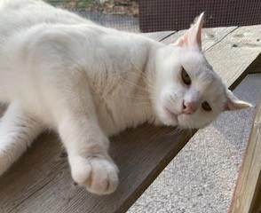 Royal, an adoptable Domestic Short Hair in Lead, SD, 57754 | Photo Image 3