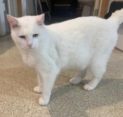 Royal, an adoptable Domestic Short Hair in Lead, SD, 57754 | Photo Image 1