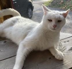 Royal, an adoptable Domestic Short Hair in Lead, SD, 57754 | Photo Image 5