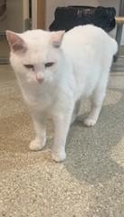 Royal, an adoptable Domestic Short Hair in Lead, SD, 57754 | Photo Image 4