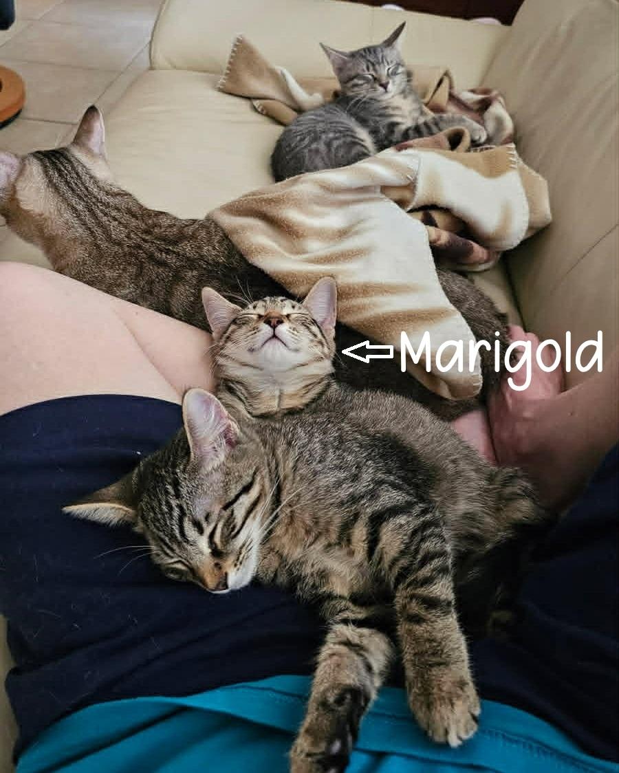 Enlarge Marigold, a Adoptable Tabby in Atlanta, GA image 4/6