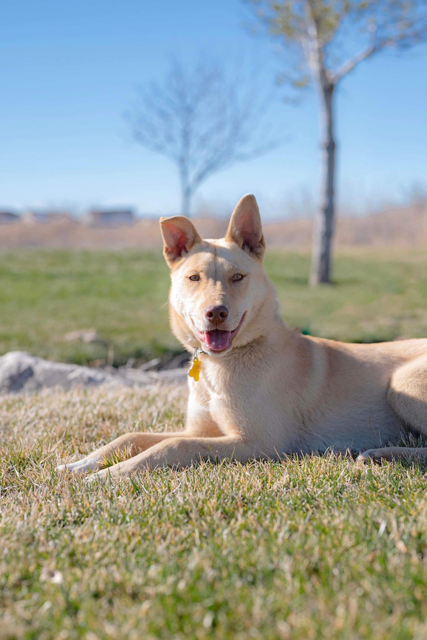 Cheeko, a Adoptable Collie in Salt Lake City, UT image 1/3