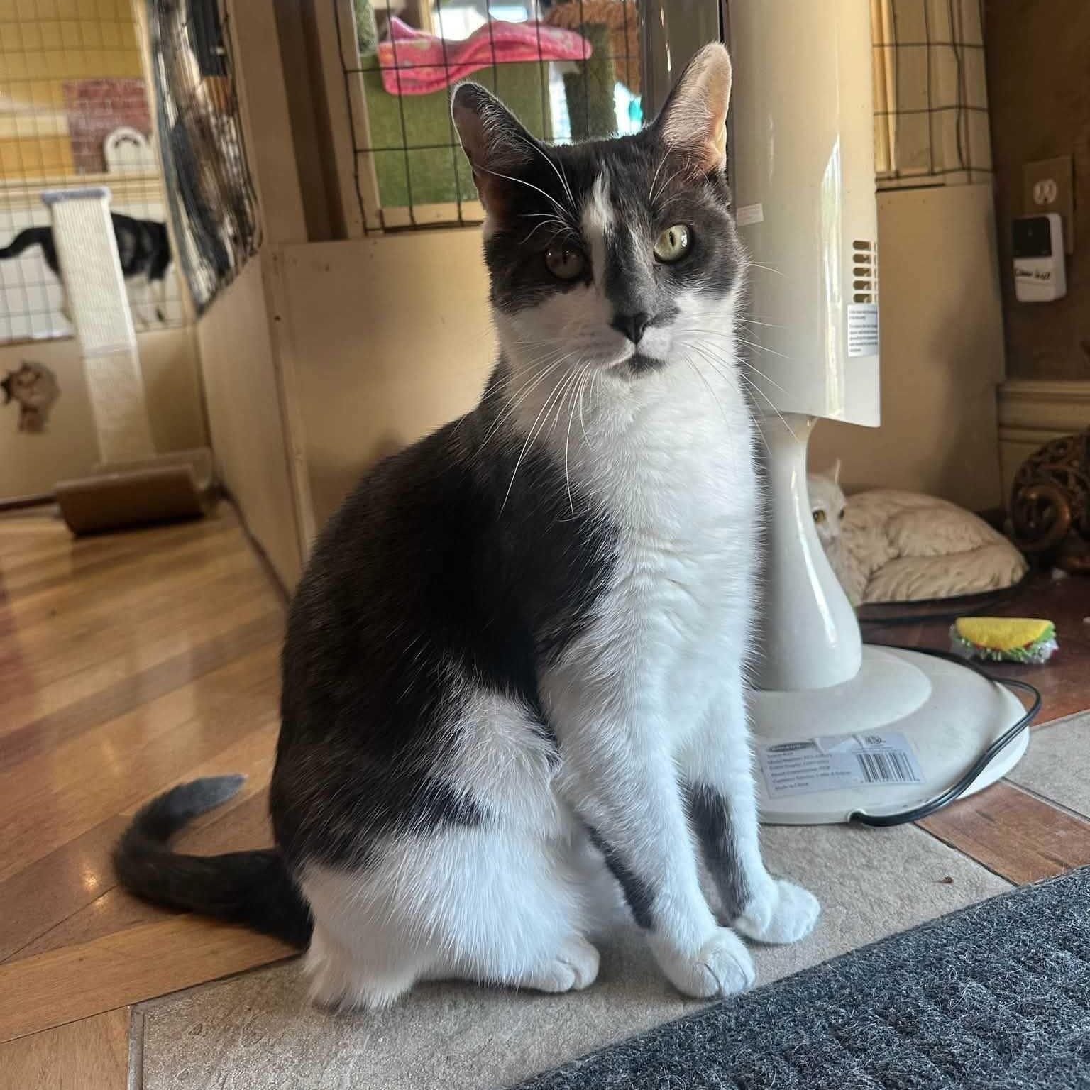 Coco, a ADOPTABLE Domestic Short Hair in East Brunswick, NJ image 1/6