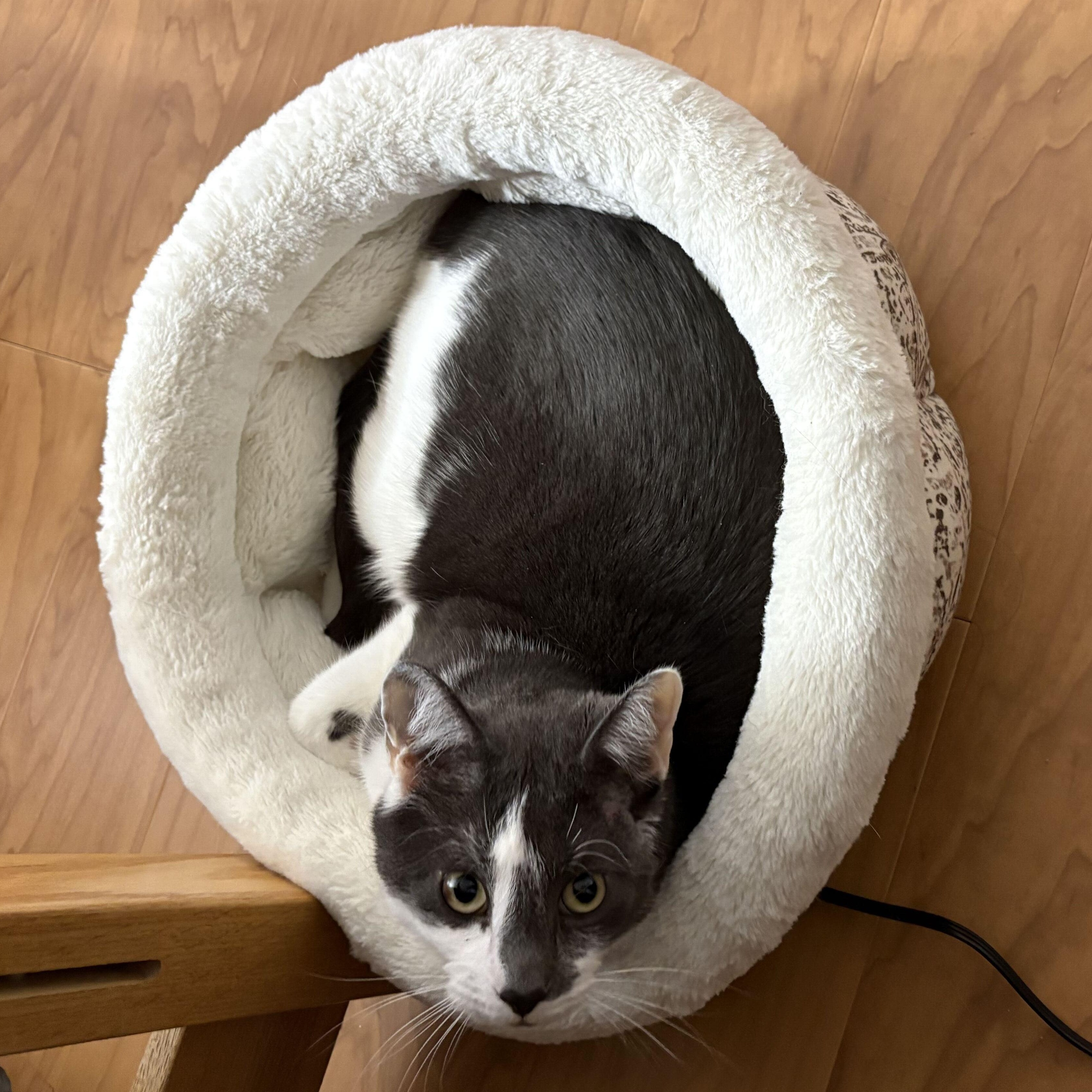 Enlarge Coco, a ADOPTABLE Domestic Short Hair in East Brunswick, NJ image 6/6