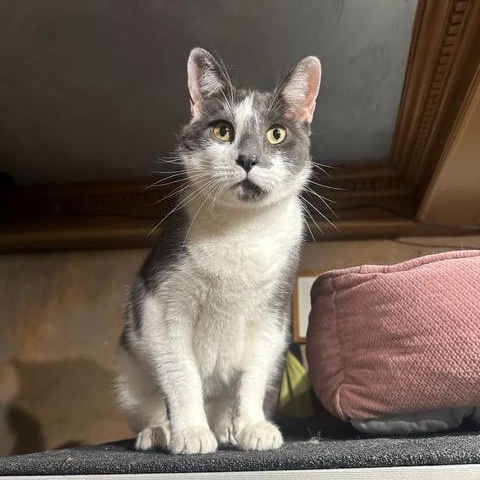 Enlarge Coco, a ADOPTABLE Domestic Short Hair in East Brunswick, NJ image 1/6