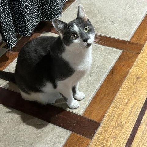 Enlarge Coco, a ADOPTABLE Domestic Short Hair in East Brunswick, NJ image 3/6