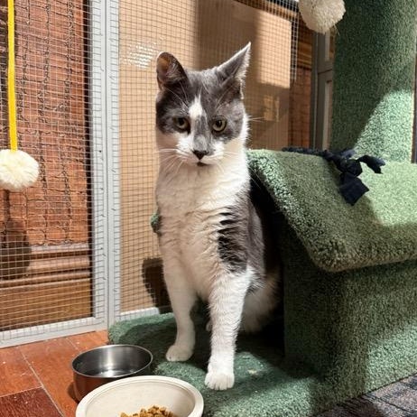 Enlarge Coco, a ADOPTABLE Domestic Short Hair in East Brunswick, NJ image 4/6