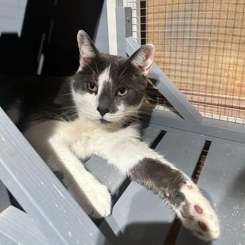 Enlarge Coco, a ADOPTABLE Domestic Short Hair in East Brunswick, NJ image 2/6