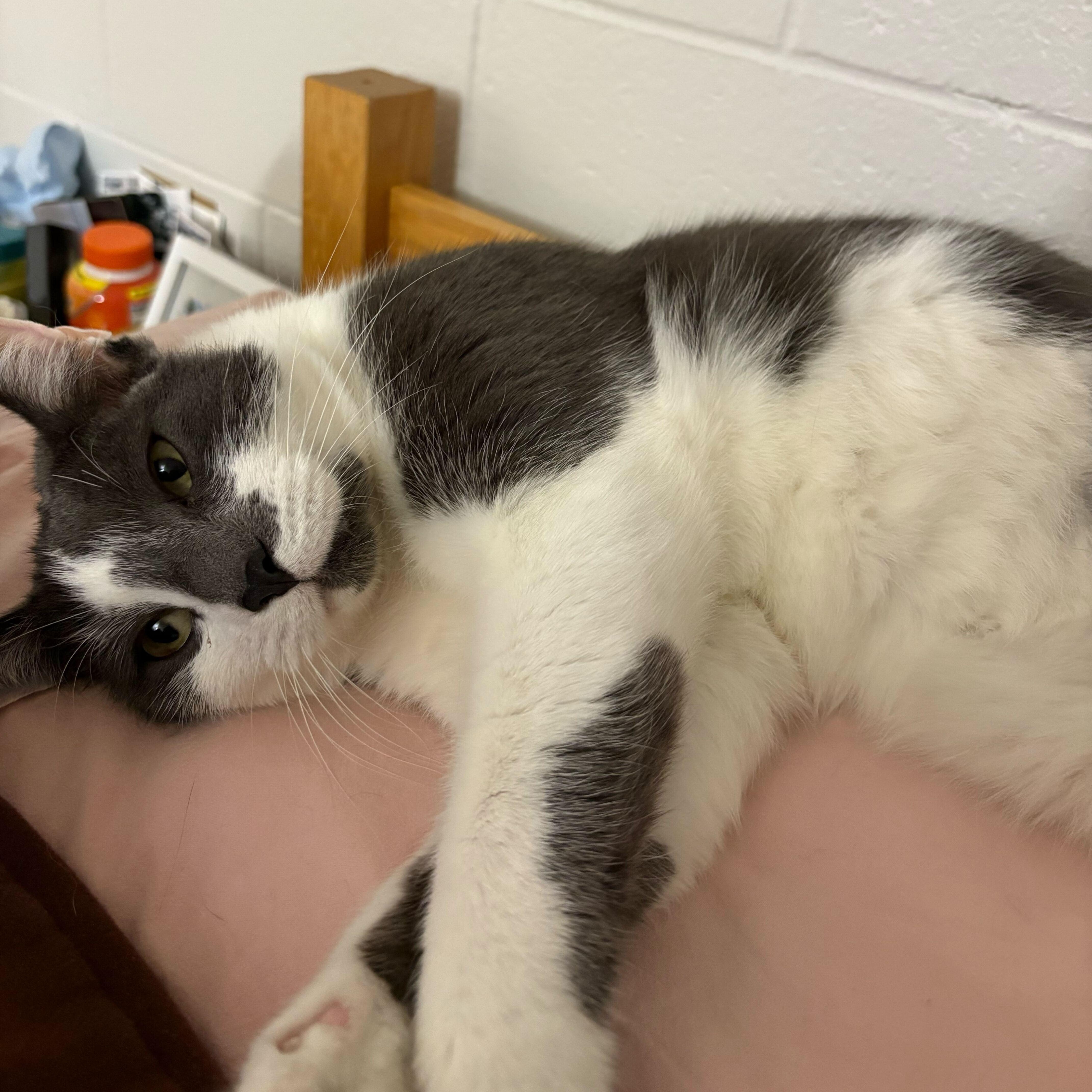 Enlarge Coco, a ADOPTABLE Domestic Short Hair in East Brunswick, NJ image 5/6