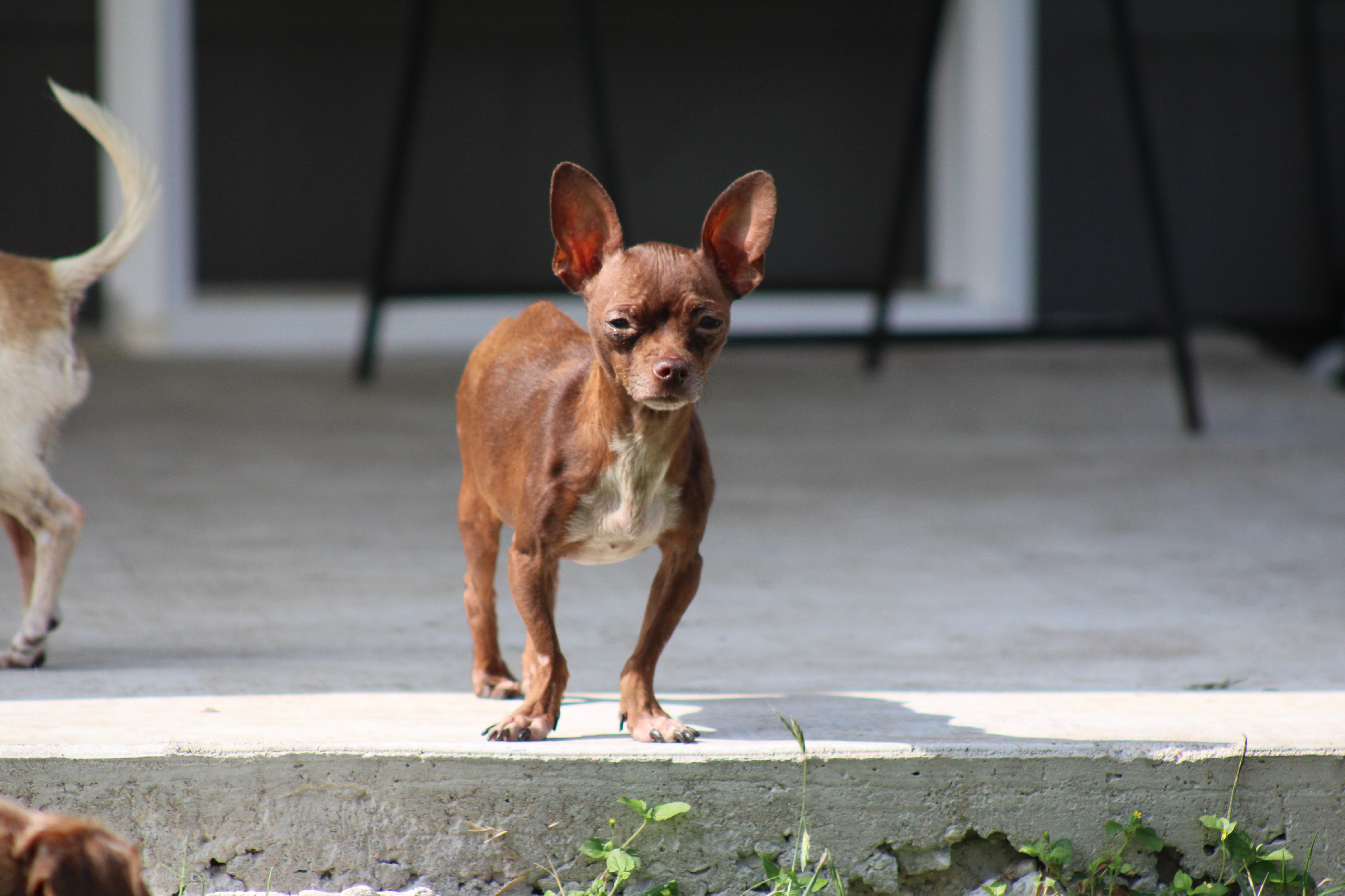 Enlarge Kathey, a Adopted Chihuahua in Austin, TX image 1/6