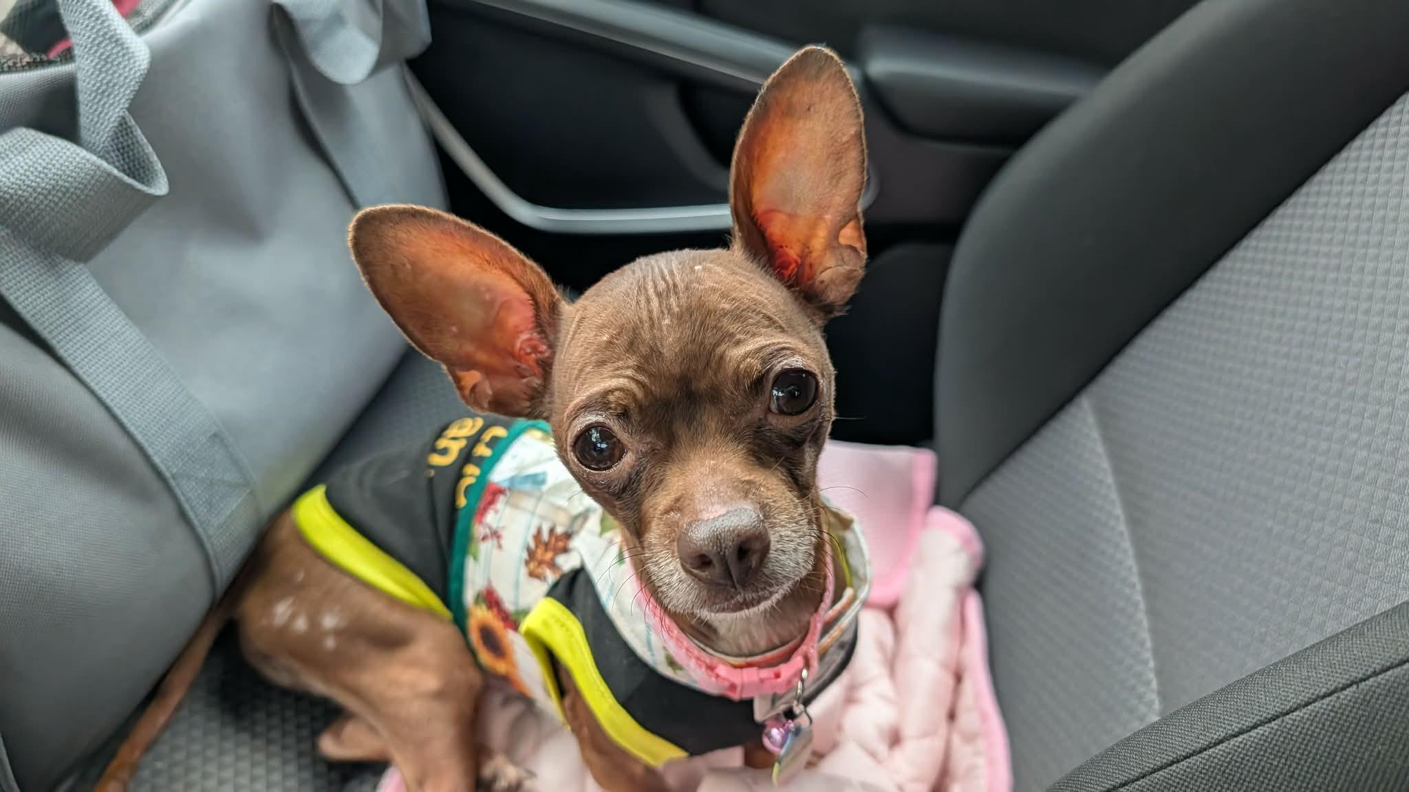 Enlarge Kathey, a Adopted Chihuahua in Austin, TX image 2/6