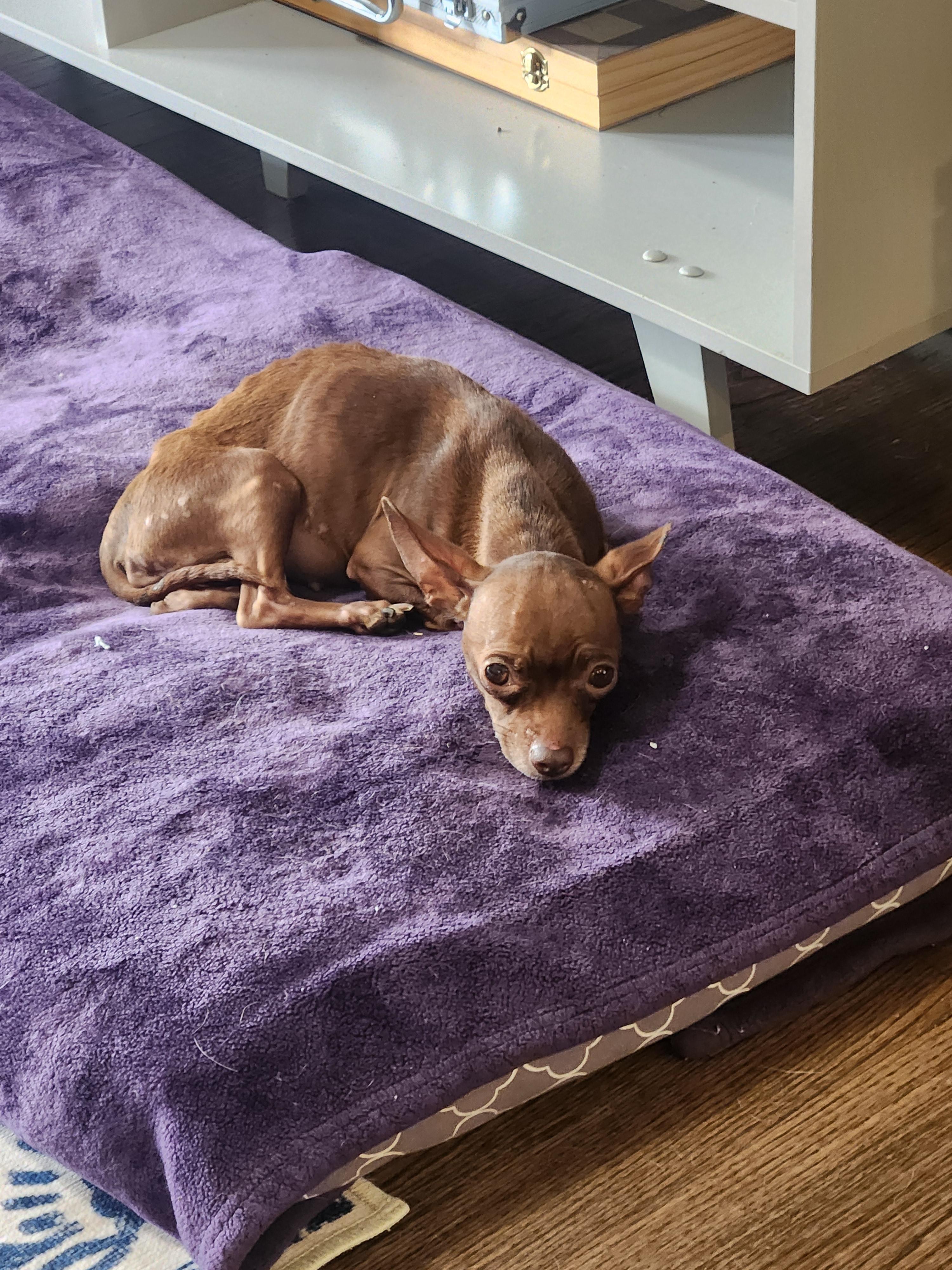 Enlarge Kathey, a Adopted Chihuahua in Austin, TX image 3/6