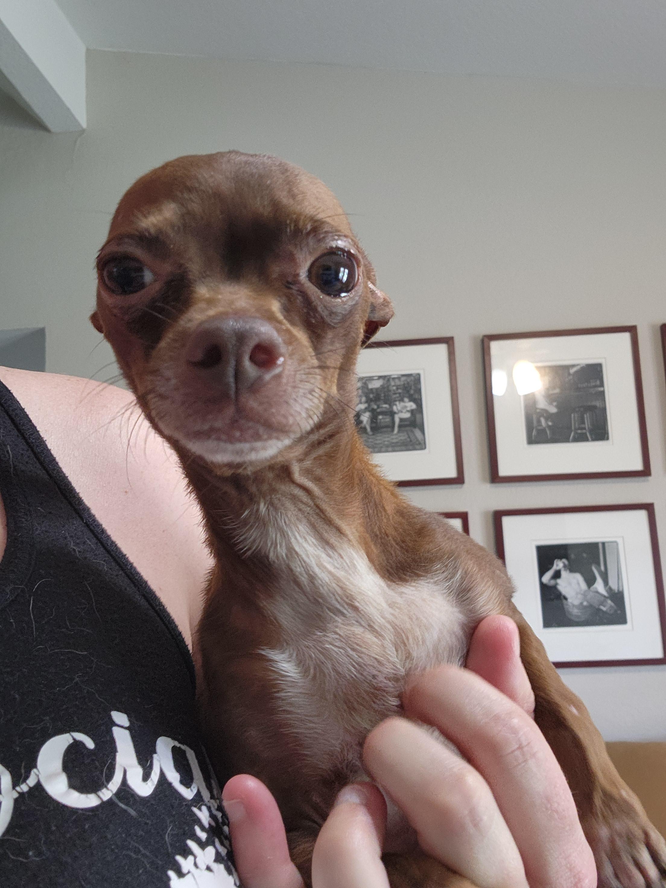 Enlarge Kathey, a Adopted Chihuahua in Austin, TX image 4/6