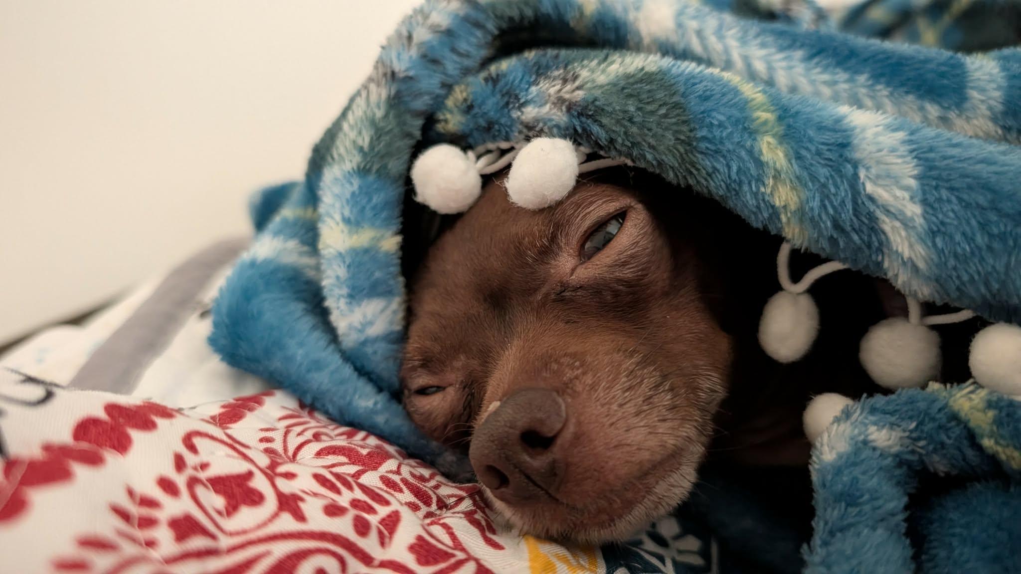Enlarge Kathey, a Adopted Chihuahua in Austin, TX image 5/6