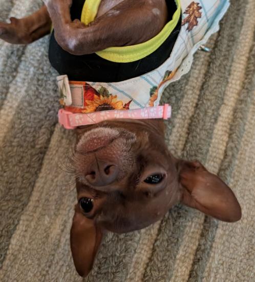 Enlarge Kathey, a Adopted Chihuahua in Austin, TX image 6/6
