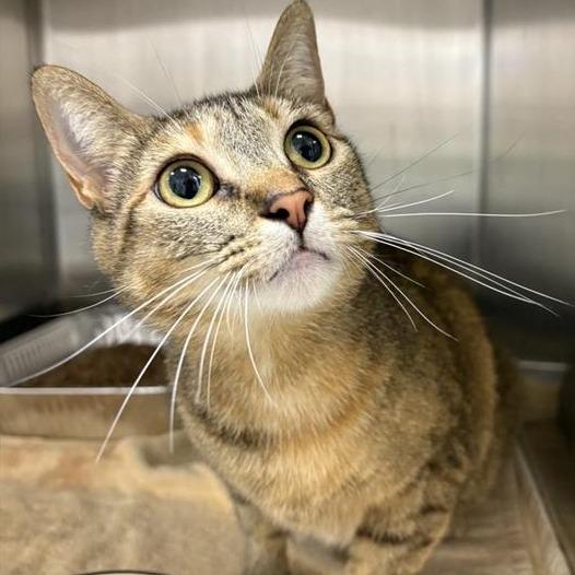 Muffin, Adoptable, Adult Female Domestic Short Hair.