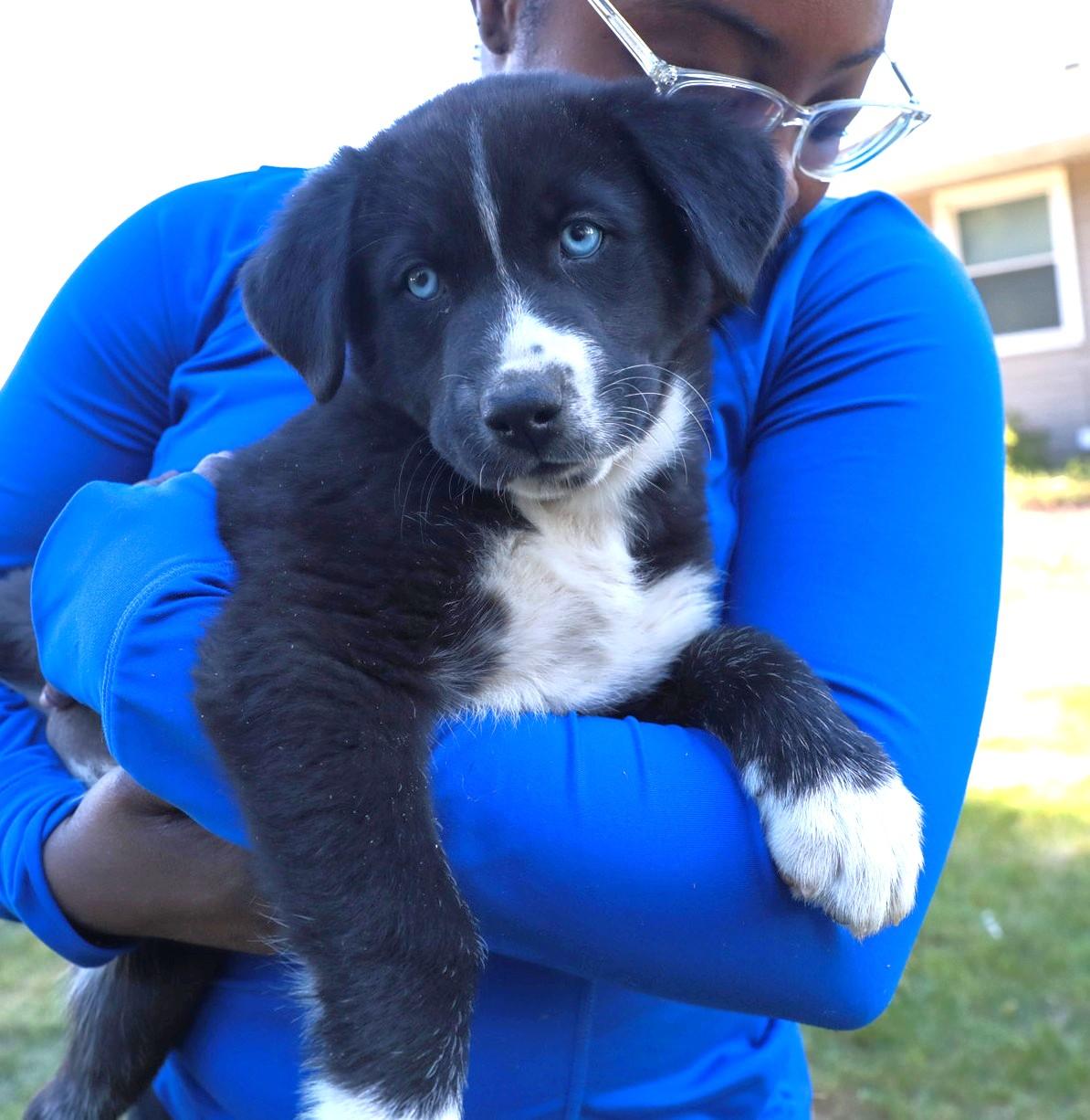 Flurry, Adoptable, Puppy Male Labrador Retriever & Husky.