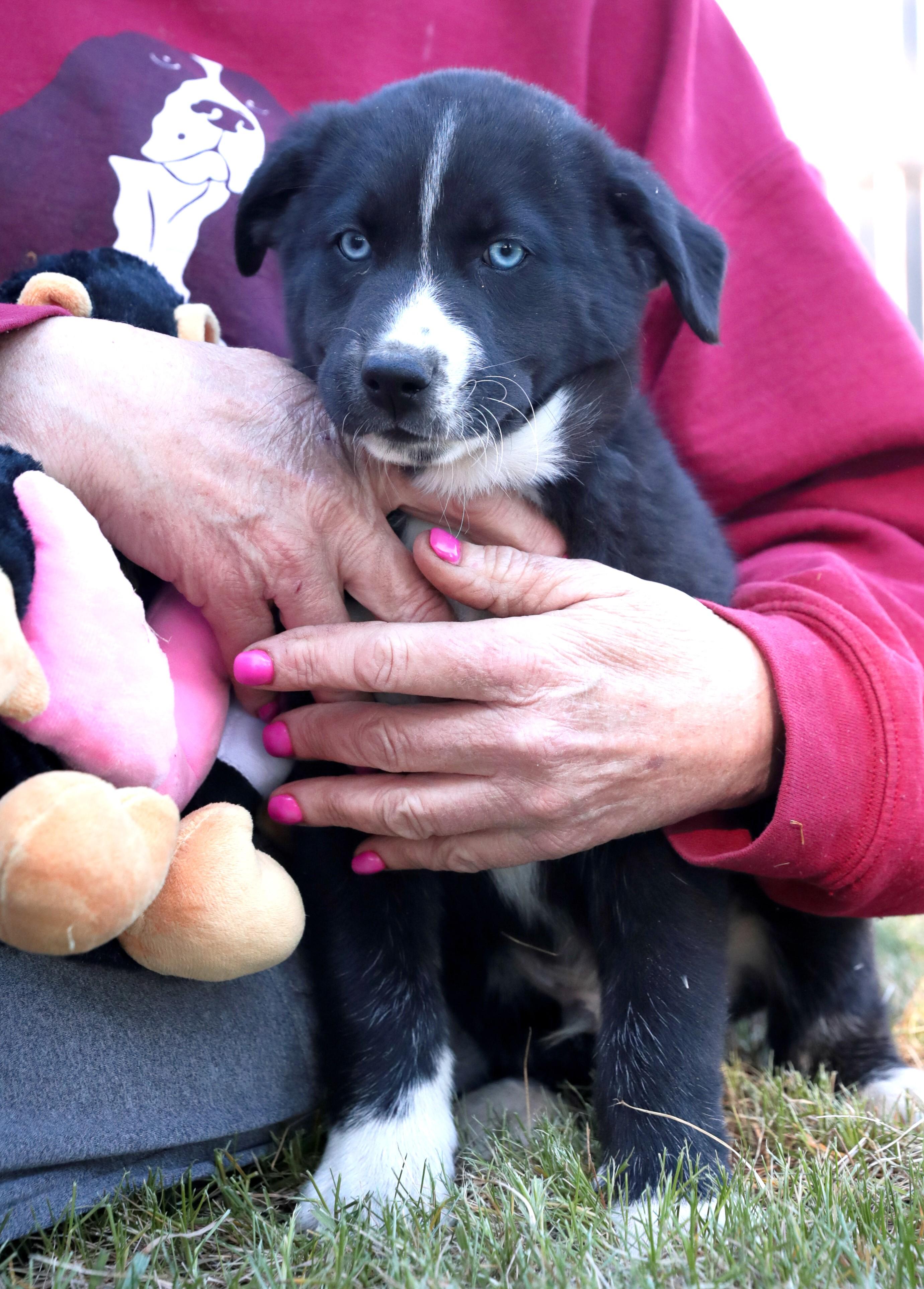 Enlarge Flurry, a Adoptable mixed breed in Minneapolis, MN image 3/6