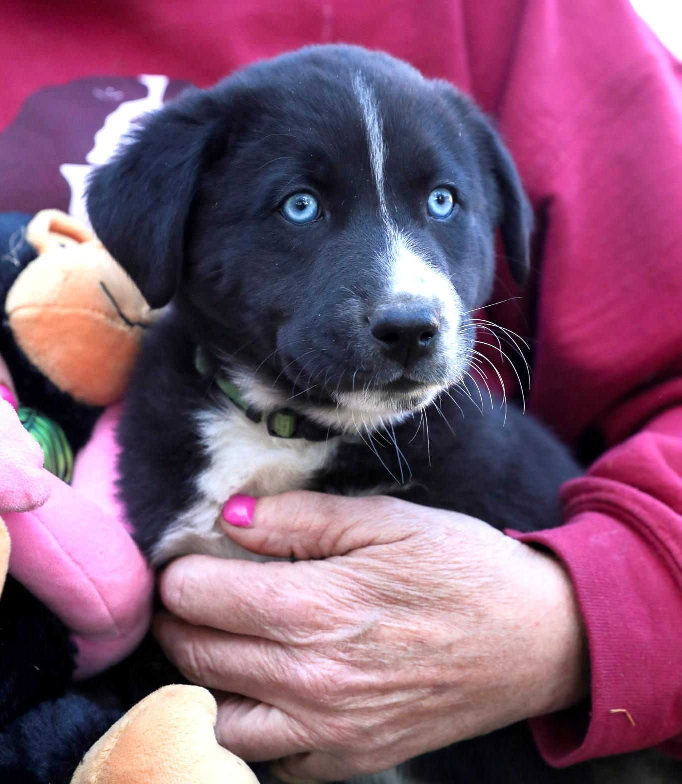 Enlarge Flurry, a Adoptable mixed breed in Minneapolis, MN image 2/6