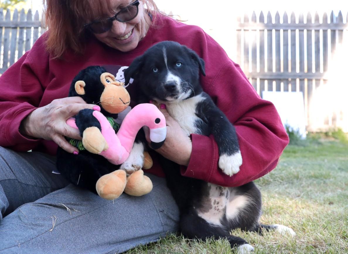 Enlarge Flurry, a Adoptable mixed breed in Minneapolis, MN image 6/6