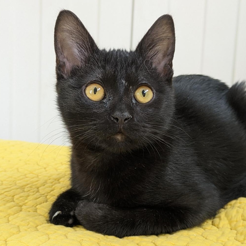 Nibbles, adoptable, Kitten Male Domestic Short Hair.