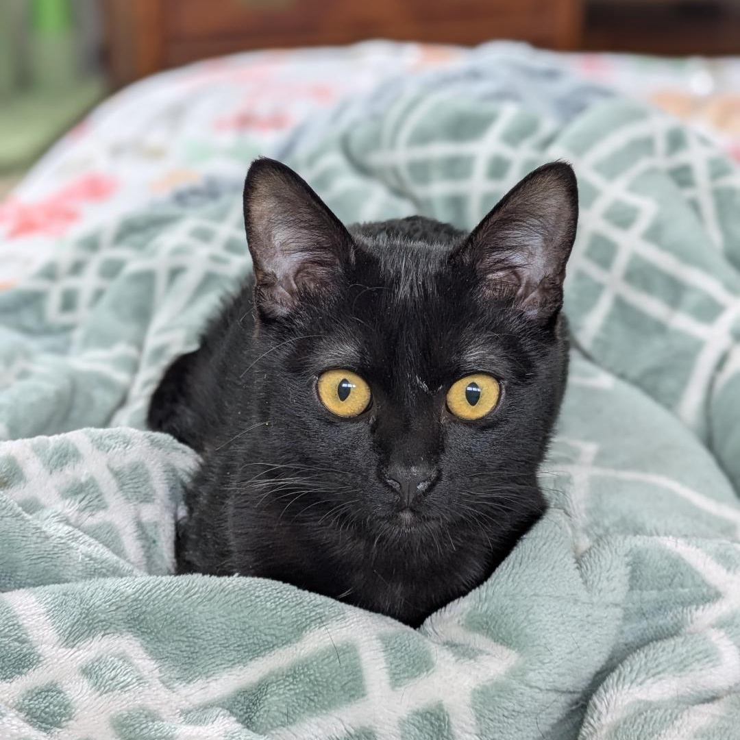 Nibbles, an adoptable Domestic Short Hair in Streamwood, IL image 3/6