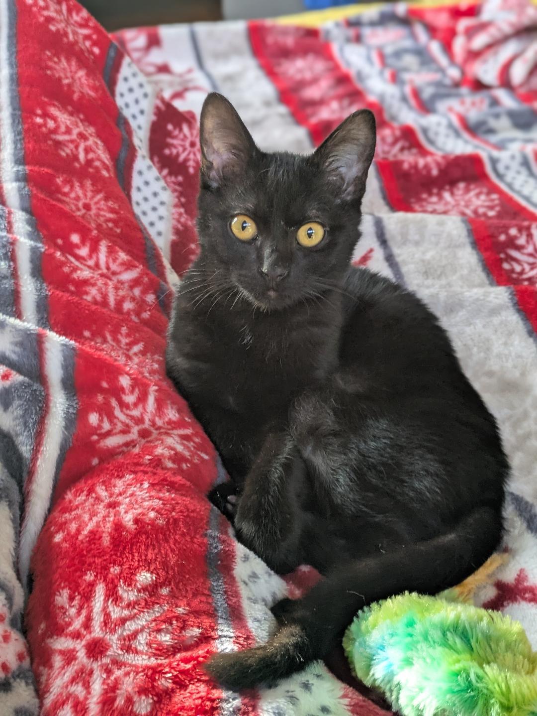 Nibbles, adopted, Kitten Male Domestic Short Hair.