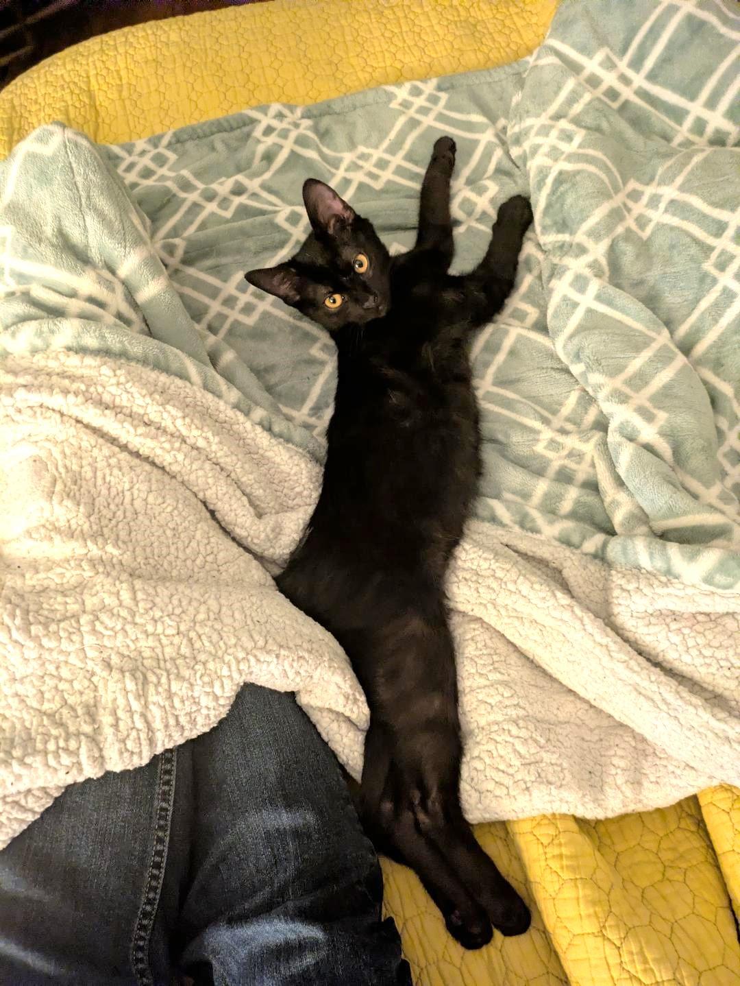Nibbles, an adoptable Domestic Short Hair in Streamwood, IL image 4/6