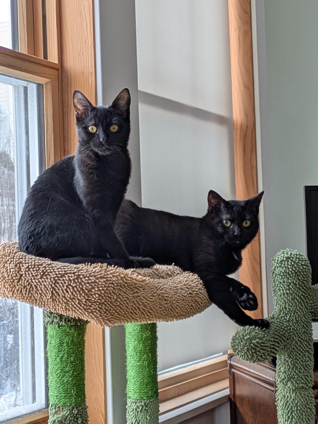 Nibbles, an adoptable Domestic Short Hair in Streamwood, IL image 5/6