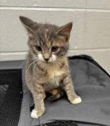 Pearl, Baby Female Domestic Short Hair
