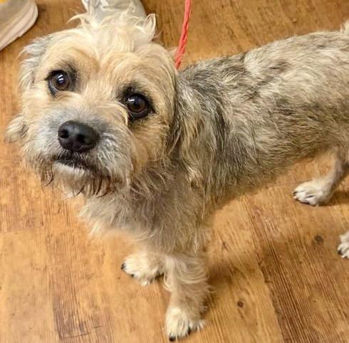 Enlarge Hudson, a Adoptable Border Terrier in Evergreen, CO image 2/2