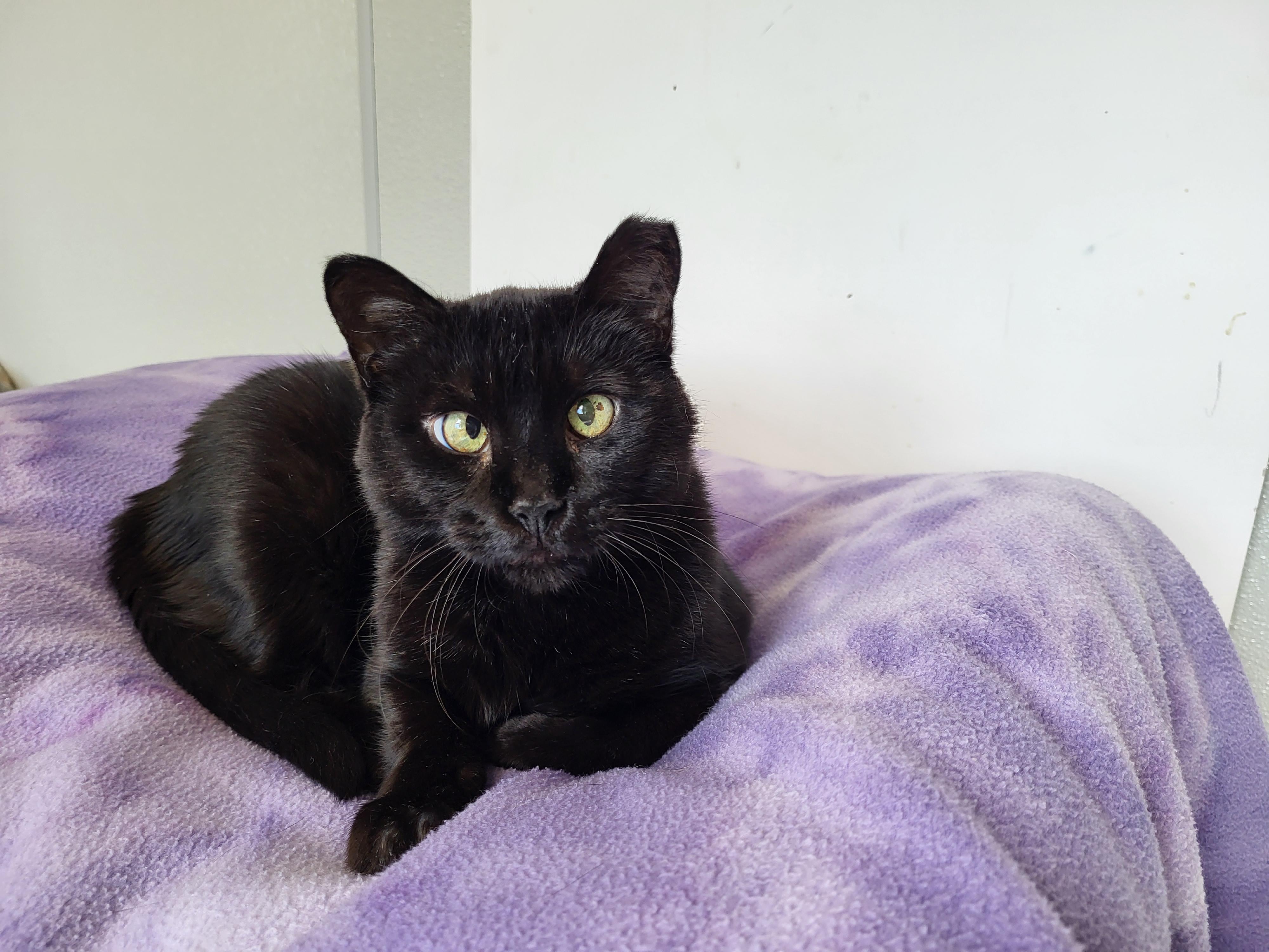 Black Beauty, a Adoptable Domestic Short Hair in Grayslake, IL image 1/3