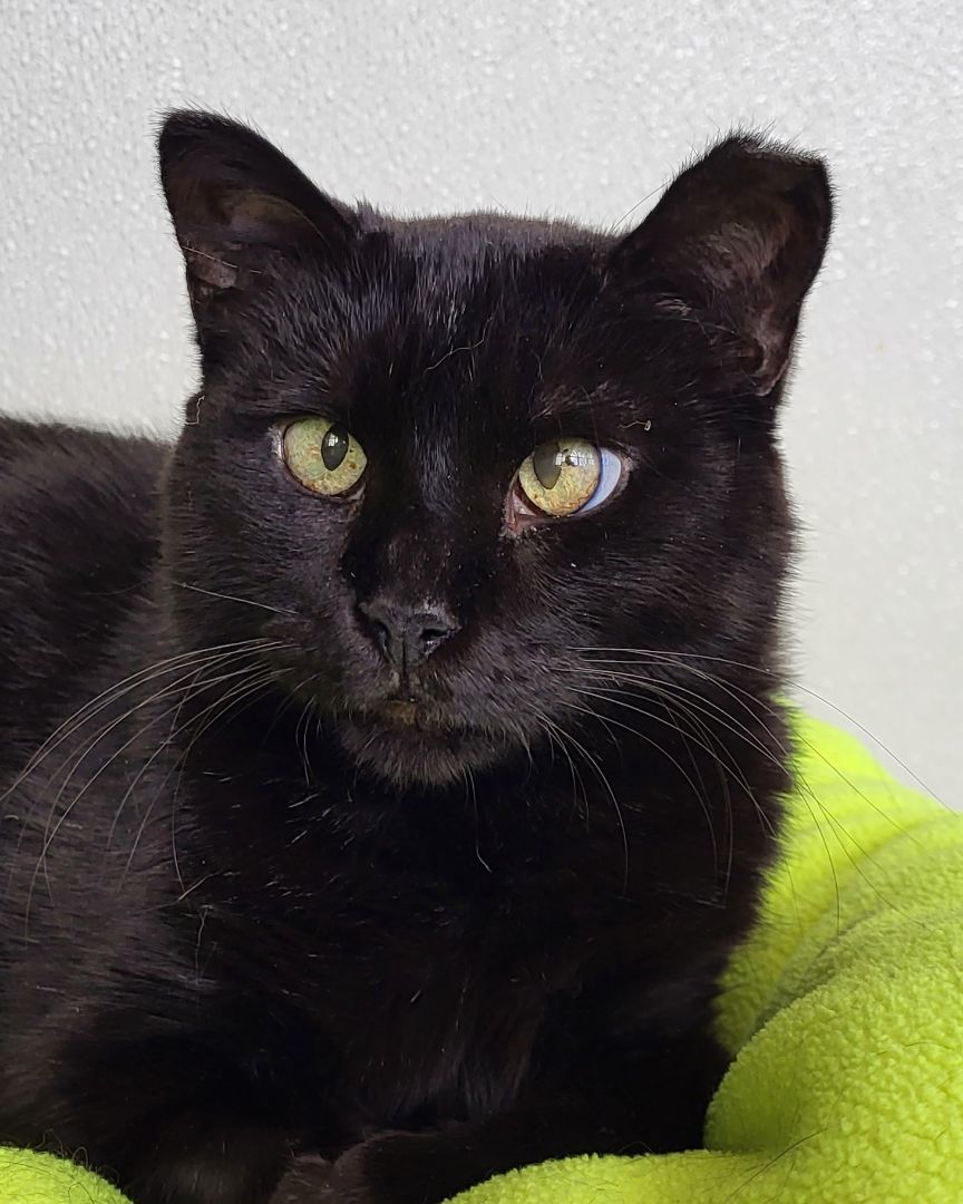 Black Beauty, a Adoptable Domestic Short Hair in Grayslake, IL image 2/3