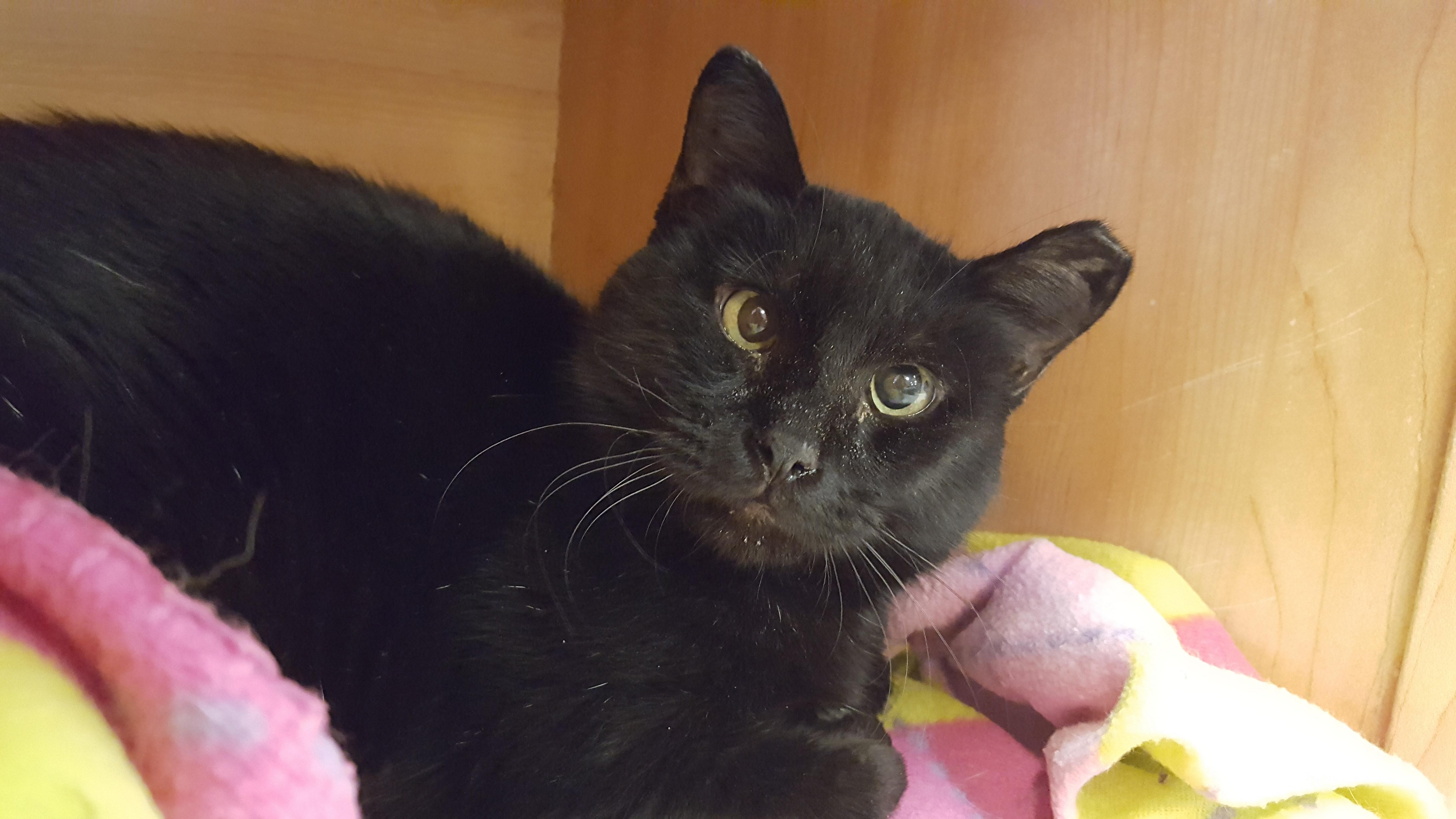 Black Beauty, a Adoptable Domestic Short Hair in Grayslake, IL image 3/3