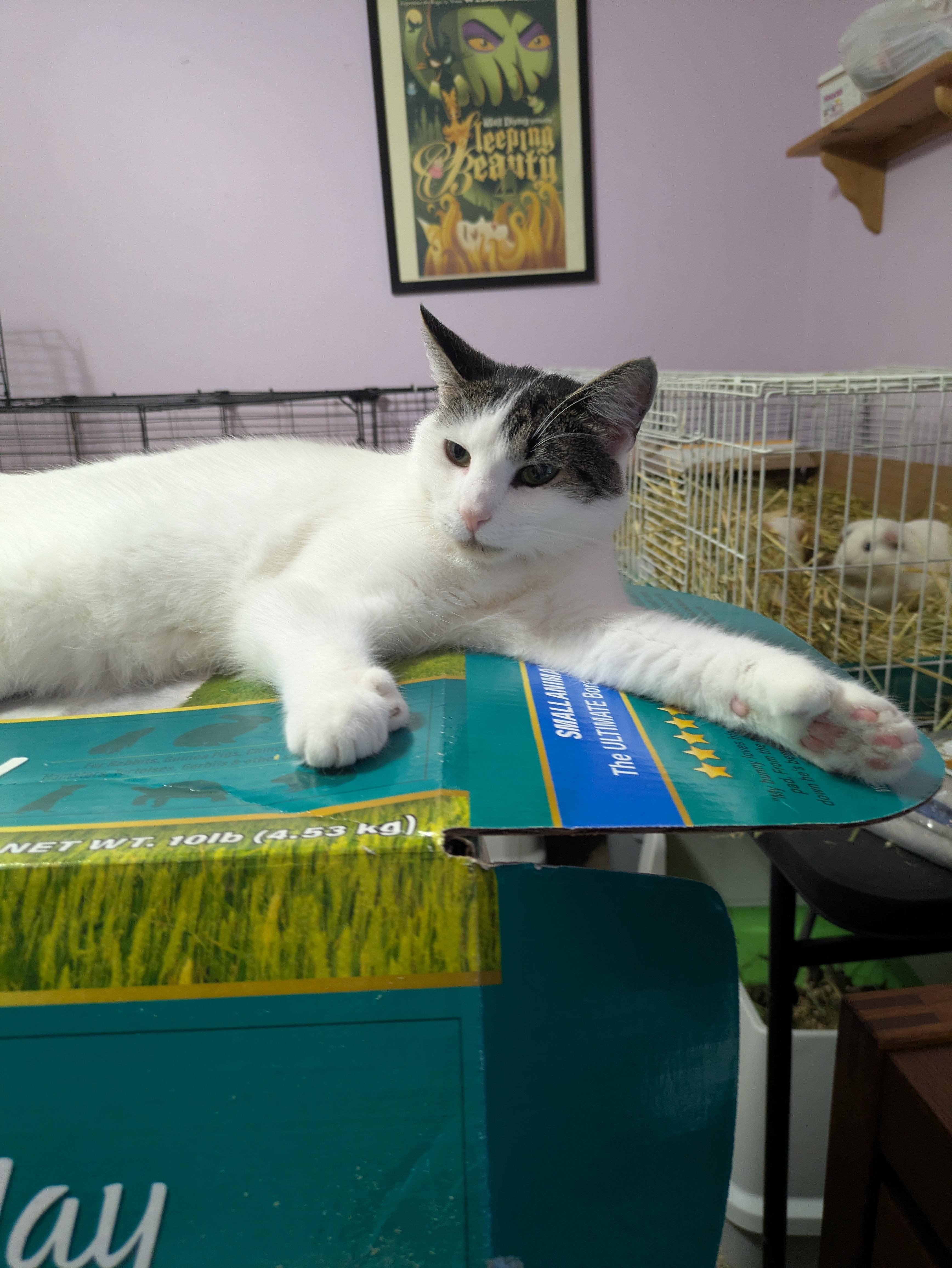 Murphy, a Adoptable mixed breed in Great Mills, MD image 2/3