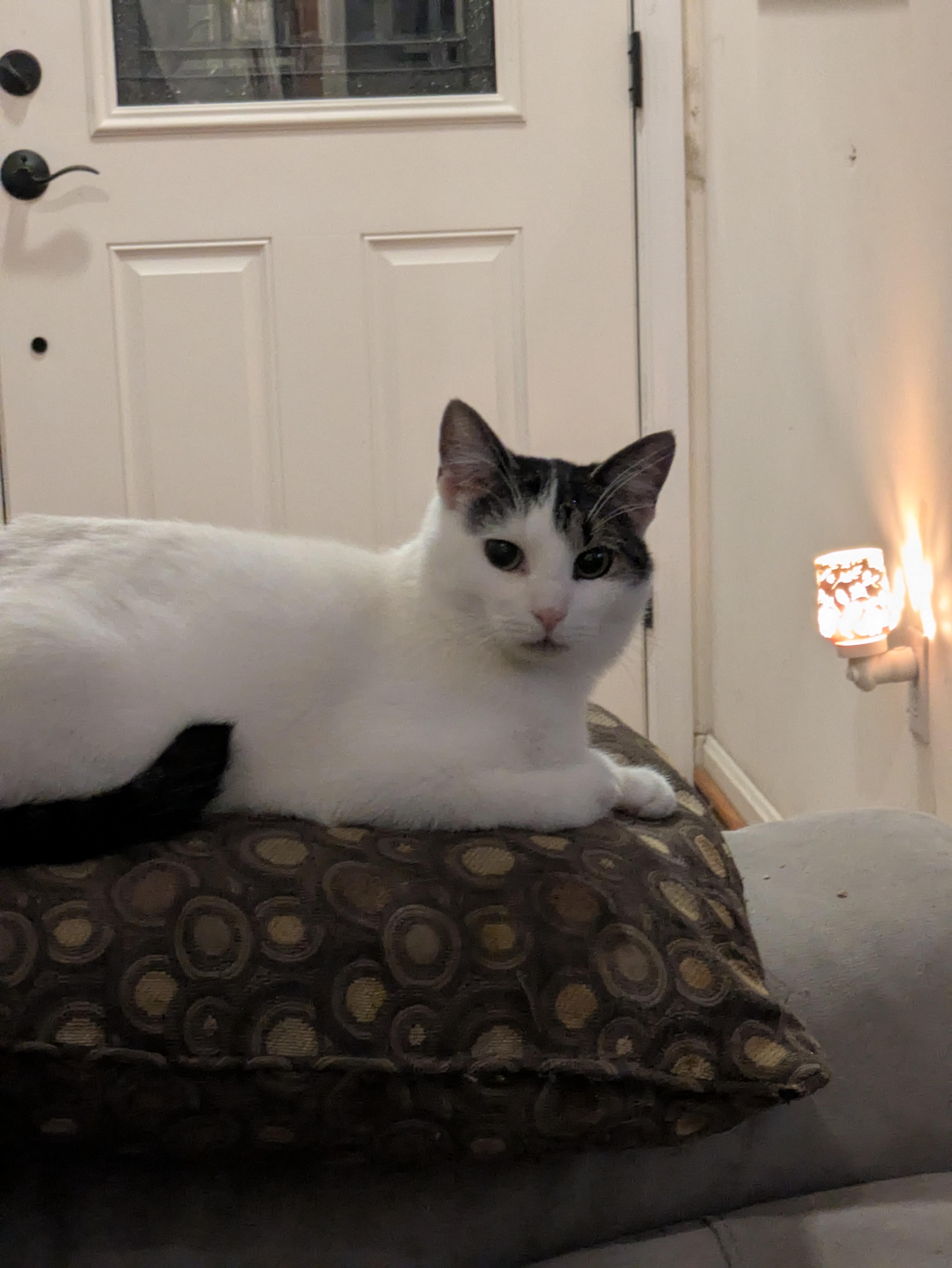 Murphy, a Adoptable mixed breed in Great Mills, MD image 1/3