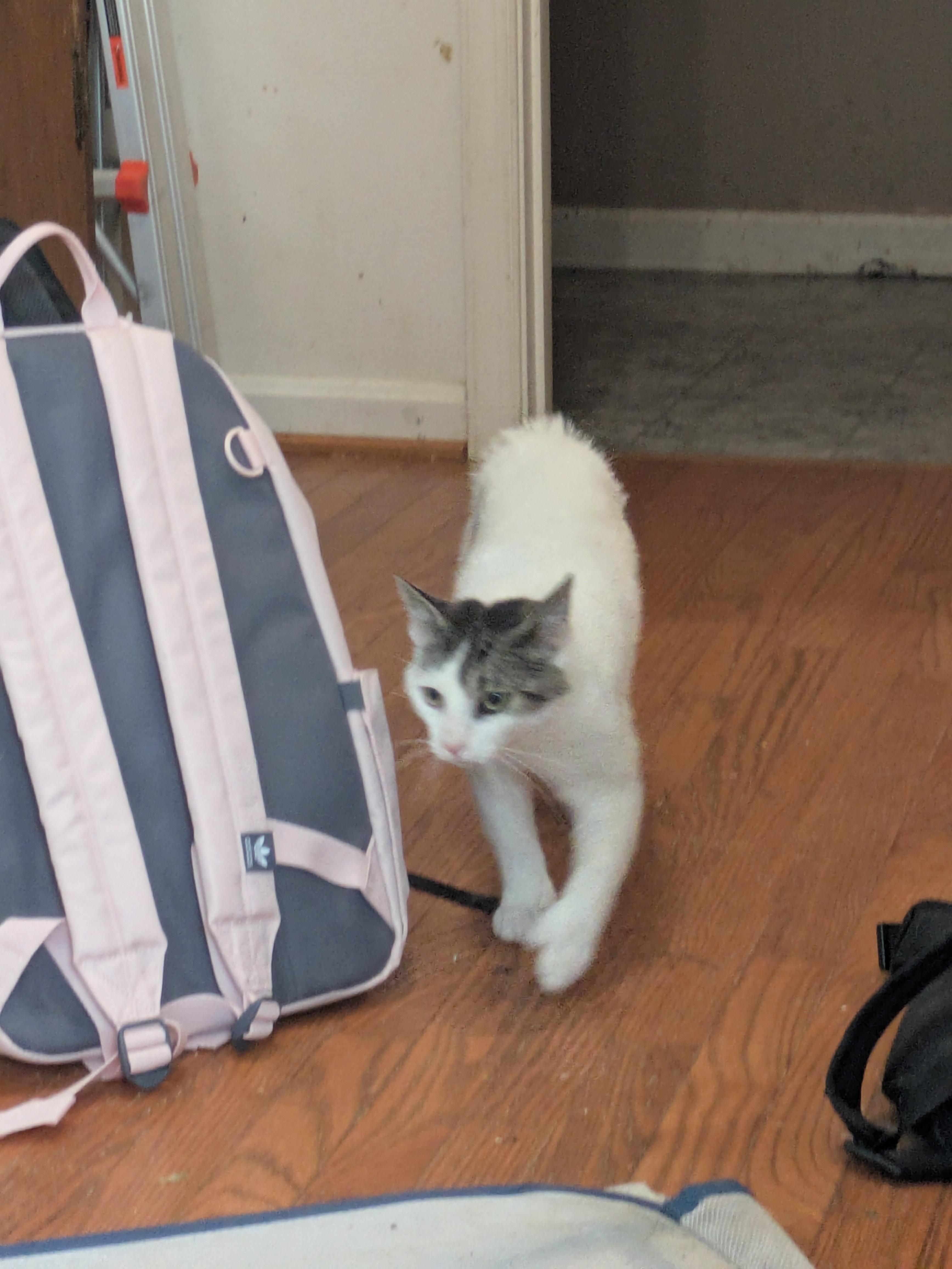 Murphy, a Adoptable mixed breed in Great Mills, MD image 3/3