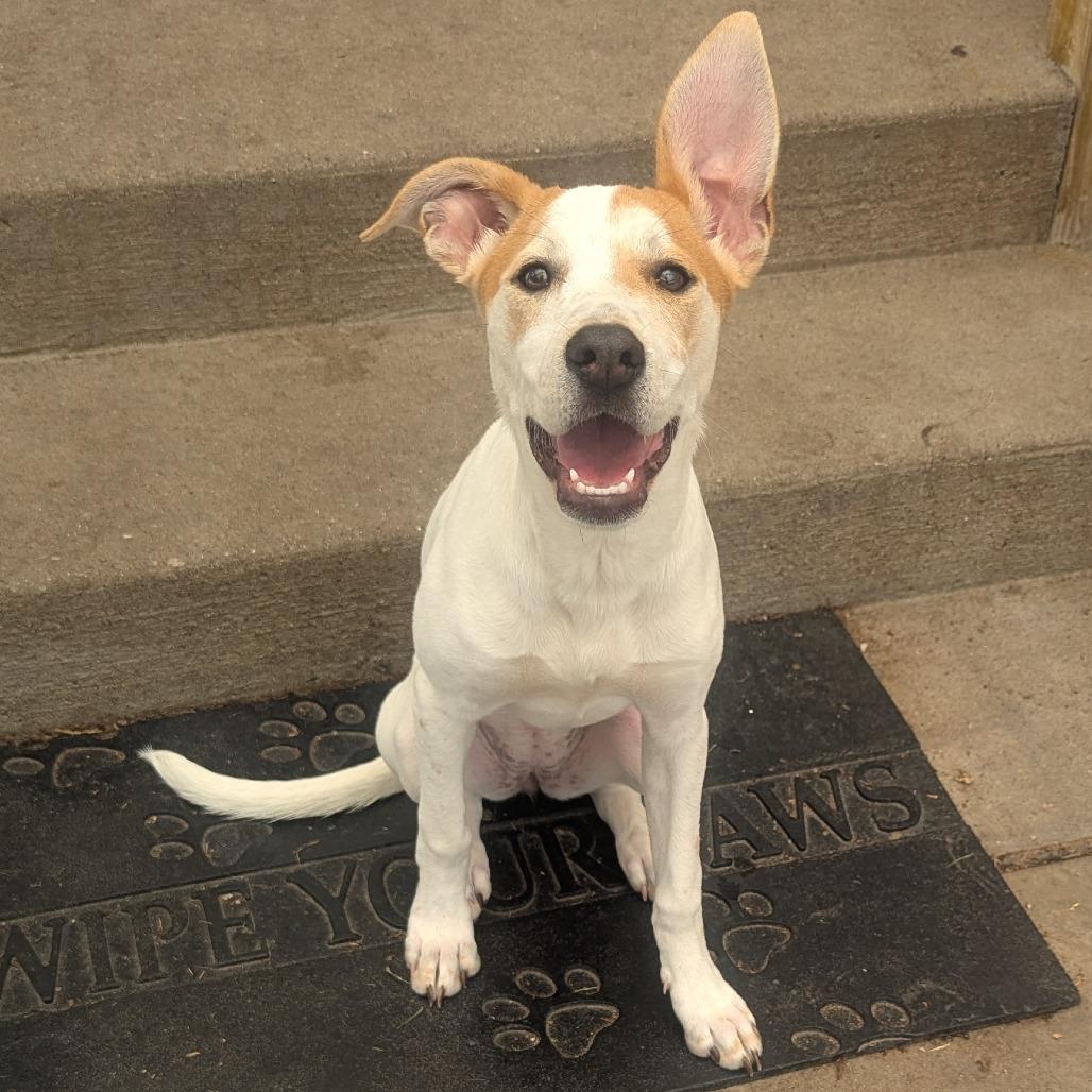Veda, ADOPTABLE, Young Female Feist.