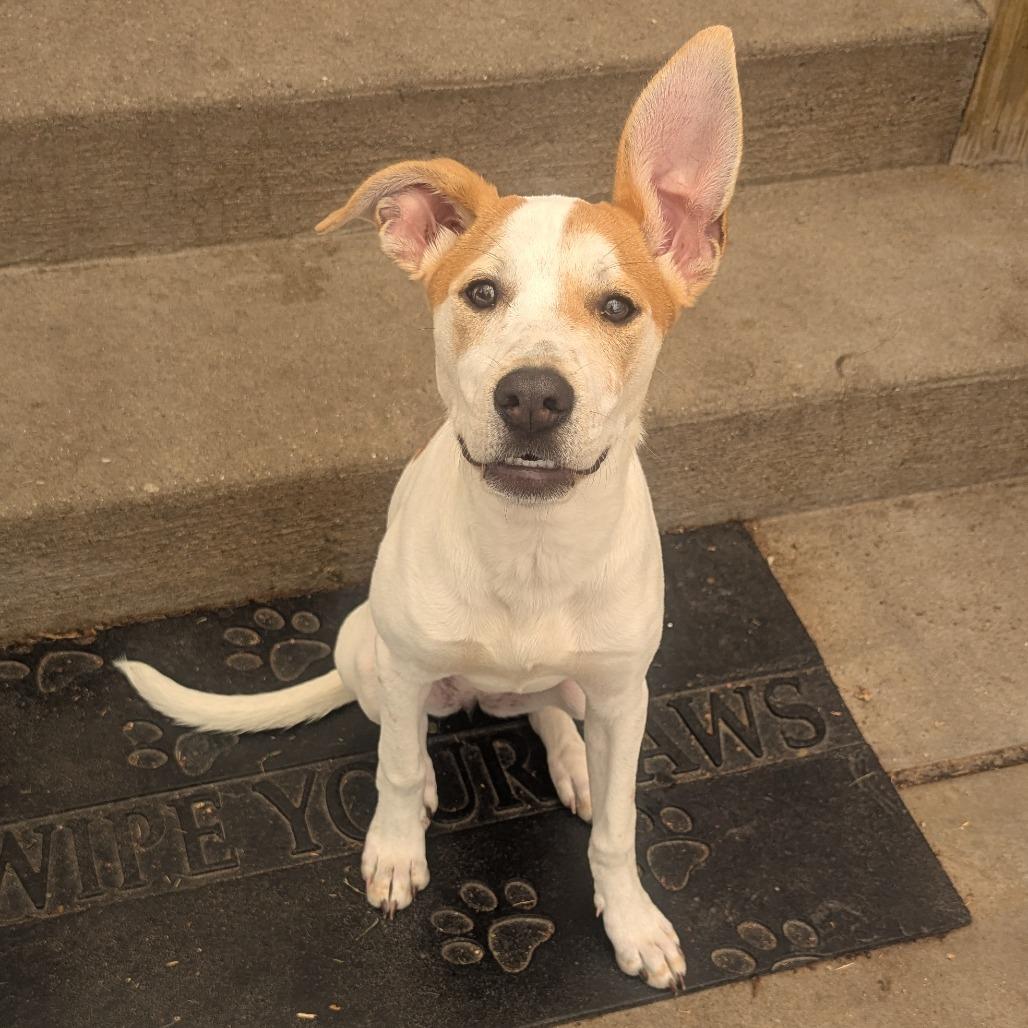 Veda, a ADOPTABLE mixed breed in Fenton, MI image 2/2