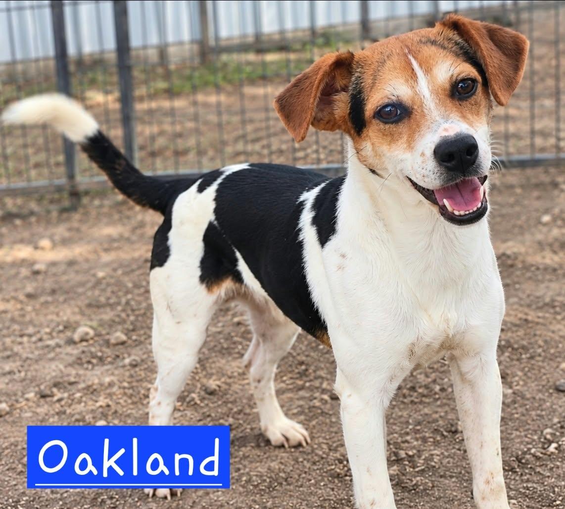Oakland, Adoptable, Puppy Male Rat Terrier.